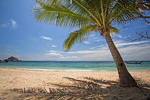 Coconut palm (Cocos nucifera) on Sai Deng beach, Koh Tao, Gulf of Thailand, Thailand, October.