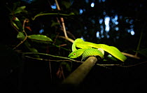 White-lipped / Green tree viper (Cryptelytrops albolabris) , Khao Yai National Park, Thailand.