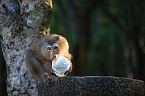 Pig-tailed macaque (Macaca nemestrina) eating tourist rubbish, Khao Yai National Park, Thailand.