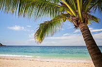 Coconut palm (Cocos nucifera), Sai Deng beach, Koh Tao, Gulf of Thailand, Thailand.