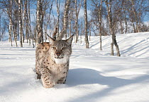 European lynx (Lynx lynx) adult female walking through deep snow in winter birch forest, captive. Norway. April.