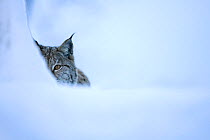 Eurasian lynx (Lynx lynx) half hidden in winter snow, captive. Norway. March.