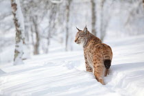 Eurasian lynx (Lynx lynx) rear view showing short tail, walking through snow in winter birch forest, captive. Norway. March.