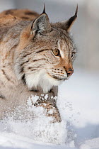 Eurasian lynx (Lynx lynx) portrait in snow, captive. Norway. March.