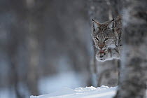 European lynx (Lynx lynx) grooming in boreal birch forest, captive.   Norway. April.