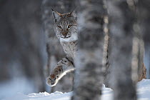 European lynx (Lynx lynx) adult female walking through snow behind tree in winter birch forest, captive.   Norway. April.