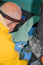 British Divers Marine Life Rescue veterinarian Darryl Thorpe using antibiotic spray on a bite wound on the flipper of a Grey seal pup (Halichoerus grypus) 'Jenga' in a cubicle at a BDMLR seal pup trea...