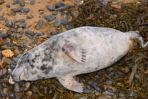 Sick, injured Grey seal pup (Halichoerus grypus) 'Jenga', with bite marks on its flippers and body, washed up on the tide line, Widemouth Bay, North Cornwall, UK, October.