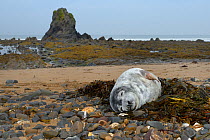 Sick, injured Grey seal pup (Halichoerus grypus) 'Jenga', with bite marks on its flippers and body and a runny nose, washed up on the tide line, Black Rock beach, Widemouth Bay, North Cornwall, UK, Oc...