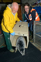 British Divers Marine Life Rescue vet Darryl Thorpe and animal medic Michelle Clement releasing an injured Grey seal pup (Halichoerus grypus) 'Jenga' into a cubicle at a BDMLR seal pup treatment facil...
