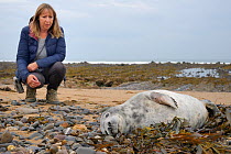 Donna La Broy looking at a sick, injured Grey seal pup (Halichoerus grypus) 'Jenga', with bite marks on its flippers and body and a runny nose, which she found washed up on the tide line, Widemouth Ba...