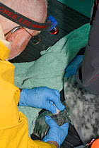 British Divers Marine Life Rescue vet Darryl Thorpe cleaning a bite wound on the flipper of a grey seal pup (Halichoerus grypus) 'Jenga' with antiseptic in a cubicle at a BDMLR seal pup treatment faci...