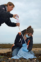 Rachel Shorland and Michelle Clement, British Divers Marine Life Rescue animal medics, giving rehydration fluids to a very weak, injured, Grey seal pup (Halichoerus grypus) 'Jenga', washed up on a bea...