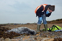 Michelle Clement, a British Divers Marine Life Rescue animal medic taking an intial look at a sick, injured Grey seal pup (Halichoerus grypus) 'Jenga', with bite marks on its flippers and body and a r...