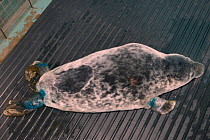 Injured grey seal pup (Halichoerus grypus) 'Jenga' after initial veterinary treatment at a British Divers Marine Life Rescue seal pup treatment facility before going on to the Cornish Seal Sanctuary,...
