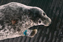 Injured grey seal pup (Halichoerus grypus) 'Jenga' after initial veterinary treatment at a British Divers Marine Life Rescue seal pup treatment facility before going on to the Cornish Seal Sanctuary,...