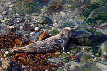 Juvenile Grey seal (Halichoerus grypus) 'Beast', identifible by its unique coat pattern, treated, rehabilitated and released as a pup by the Cornish Seal Sanctuary 8 months earlier, with healed rope s...