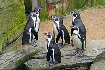 Humboldt penguins (Spheniscus humboldti), Cornish Seal Sanctuary, Gweek, Cornwall, UK, January. Captive from South America