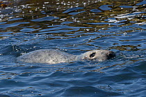 Adult Grey seal (Halichoerus grypus) swimming offshore, The Carracks, St.Ives, Cornwall, UK, June.