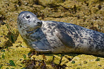Adult Grey seal (Halichoerus grypus) resting on barnacle encrusted offshore rocks at low tide, the Carracks, St.Ives, Cornwall, UK, June.
