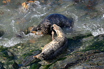Two Grey seals (Halichoerus grypus) interacting with one another in shallow water, during high tide. North Cornwall, UK, September.