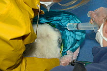 Carers flushing eyes of sick, injured Grey seal pup (Halichoerus grypus) 'Boggle' flushed with saline solution, Cornish Seal Sanctuary hospital, Gweek, Cornwall, UK, October. Model released.