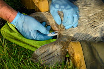 British Divers Marine Life Rescue animal medic Simon Dolphin using a rectal thermometer to record the temperature of an injured Grey seal pup (Halichoerus grypus) 'Boggle' which was found on a Cornish...