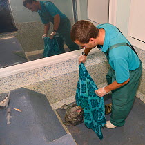 Dan Jarvis wrapping a recovering Grey seal pup (Halichoerus grypus) 'Boggle', now with its white baby coat shed, in a towel before feeding it in a cubicle at the Cornish Seal Sanctuary hospital, Gweek...