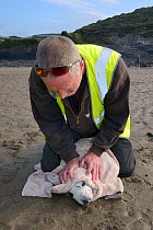 British Divers Marine Life Rescue animal medic Simon Dolphin holding down a sick, injured Grey seal pup (Halichoerus grypus) 'Boggle' rescued on a Cornish beach, Crackington Haven, North Cornwall, UK,...