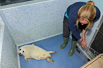 Sick, injured Grey seal pup (Halichoerus grypus) 'Boggle',  released into a cubicle in the Cornish Seal Sanctuary hospital by Reychell Harris, Gweek, Cornwall, UK, October. Model released.