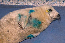 Sick, injured Grey seal pup (Halichoerus grypus) 'Boggle' still in his white baby coat, recovering after initial treatment at the Cornish Seal Sanctuary hospital, Gweek, Cornwall, UK, October. Model r...