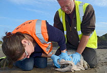 British Divers Marine Life Rescue animal medics Michelle Clement and  Simon Dolphin inspecting a sick, injured Grey seal pup (Halichoerus grypus) 'Boggle' rescued on a Cornish beach, Crackington Haven...