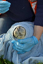 Sick Grey seal pup (Halichoerus grypus) 'Boggle' wrapped in a towel by a British Divers Marine Life Rescue medic while being inspected for for injuries, after being found on a Cornish beach, Crackingt...