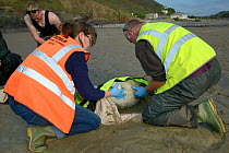 British Divers Marine Life Rescue animal medics Michelle Clement and  Simon Dolphin moving an injured Grey seal pup (Halichoerus grypus) 'Boggle' found on a Cornish beach, into a ventilated rescue bag...