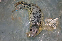 Recovering Grey seal pup (Halichoerus grypus) 'Uno' in a small swimming pool in the Cornish Seal Sanctuary hospital, Gweek, Cornwall, UK, October.