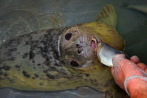 Carer feeding recovering Grey seal pup (Halichoerus grypus) 'Uno' a fish in a small swimming pool, Cornish Seal Sanctuary hospital,, Gweek, Cornwall, UK, October.