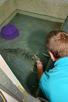 Dan Jarvis hand-feeding fish to a recovering Grey seal pup (Halichoerus grypus) 'Uno' in a small swimming pool in the Cornish Seal Sanctuary hospital, Gweek, Cornwall, UK, October. Model released.