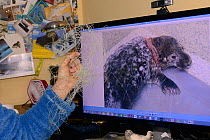 Sue Sayer of the Cornwall Seal Group holding some fine fishing net next to a photograph of a Grey seal pup (Halichoerus grypus) 'Beast' that was rescued with deep neck wounds from being entangled in i...