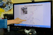 Sue Sayer of the Cornwall Seal Group pointing out movements of an individual Grey seal (Halichoerus grypus) 'Dangles' along the Cornish coast, identified by studying  photographs of its unique coat pa...