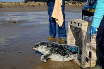 Healthy grey seal pup (Halichoerus grypus) that was being harassed by dogs,  being released from a crate on a quieter beach by a British Divers Marine Life Rescue team, marked with blue spray to show...