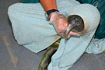 Grey seal pup (Halichoerus grypus) 'One-eyed Jack' wrapped in a towel whilst being hand-fed a fish in a cubicle at the Cornish Seal Sanctuary hospital, Gweek, Cornwall, UK, October. Model released.