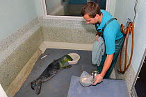Dan Jarvis leaving fish in a bowl of seawater for a partially blind Grey seal pup (Halichoerus grypus) 'One-eyed Jack' to find for itself in the Cornish Seal Sanctuary hospital, Gweek, Cornwall, UK, O...