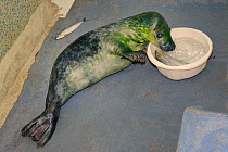 Partially blind Grey seal pup (Halichoerus grypus) 'One-eyed Jack' learning to find fish for itself in a bowl of seawater in the Cornish Seal Sanctuary hospital, Gweek, Cornwall, UK, October.