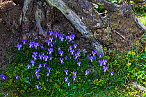 Long-spurred pansy (Viola calcarata) Vallee de Combeau Vercors Regional Natural Park, France, June.