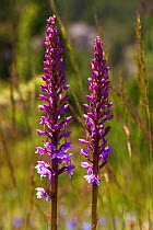 Fragrant orchid (Gymnadenia conopsea) two flower spikes in alpine meadow Vercors Regional Natural Park, France