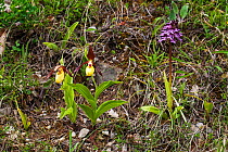 Lady's slipper orchid (Cypripedium calceolus) and Lady orchid (Orchis purpurea) Vercors Regional Natural Park, France, June.