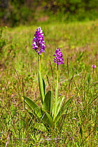 Military orchid (Orchis militaris) Vercors Regional Nature Park, France, June.