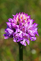 Toothed orchid (Orchis tridentata) close-up of flower head, Vercors Regional Natural Park, France, June.
