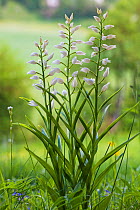 Narrow-leaved helleborine (Cephalanthera longifolia) Vercors Regional Natural Park, France, June.