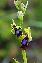 Fly orchid (Ophrys insectifera) close up, Vercors Regional Natural Park, Vercors, France, June.